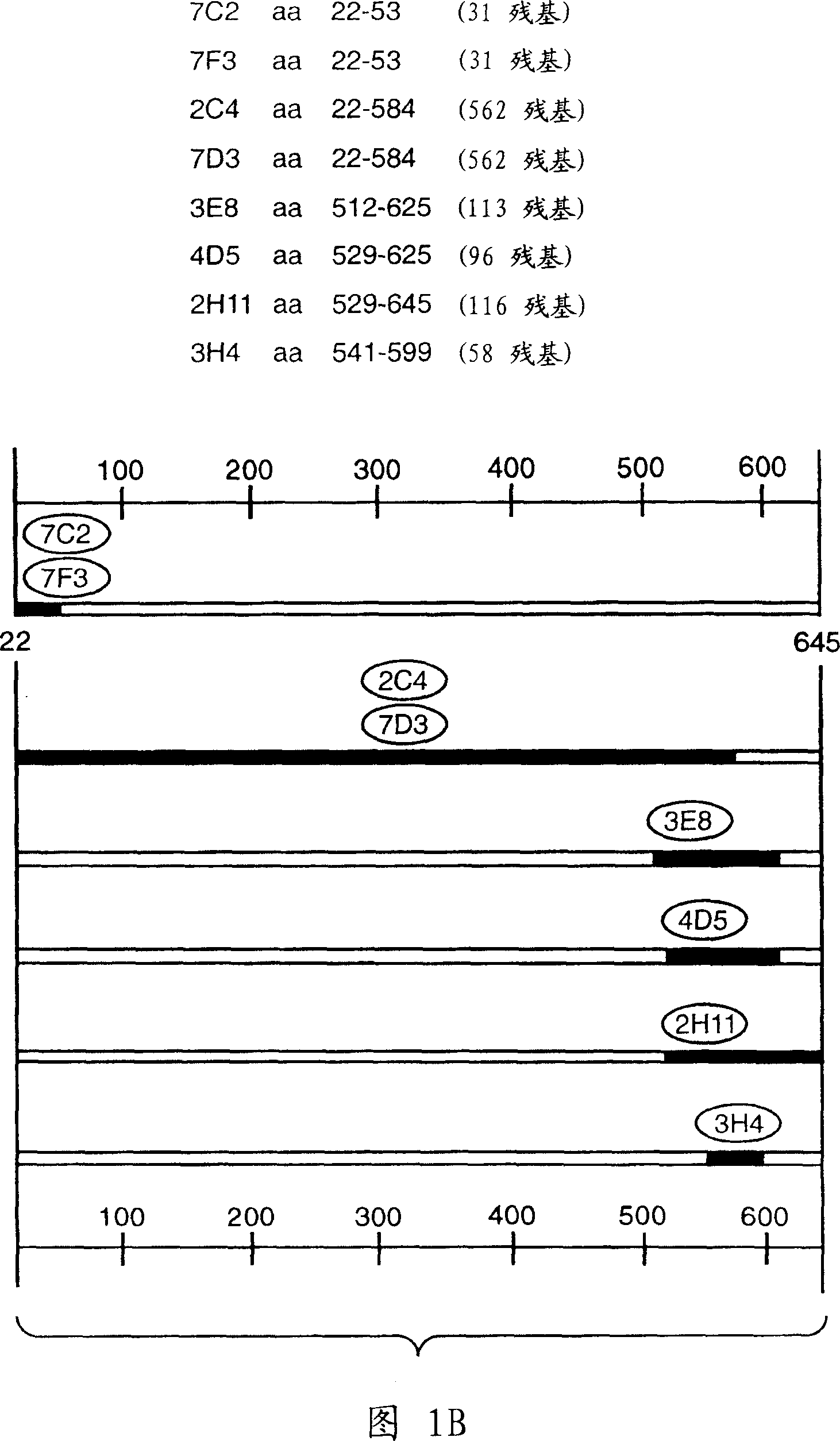 Humanized anti-ErbB2 antibodies and treatment with anti-ErbB2 antibodies