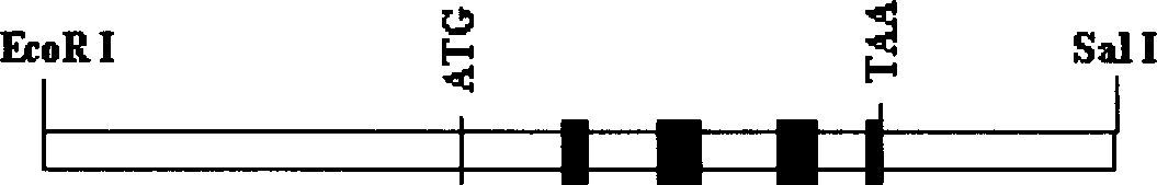 Method for transferring exogenous gene into animal cell