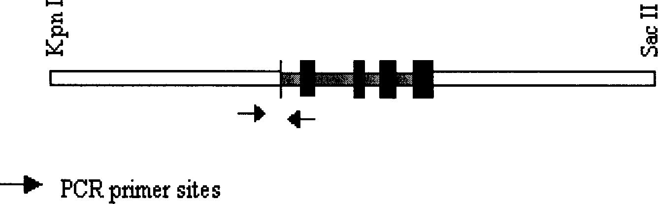 Method for transferring exogenous gene into animal cell