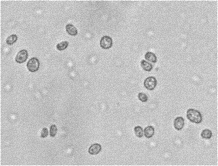 Method for extracting oil from microalgae by utilizing ionic liquid