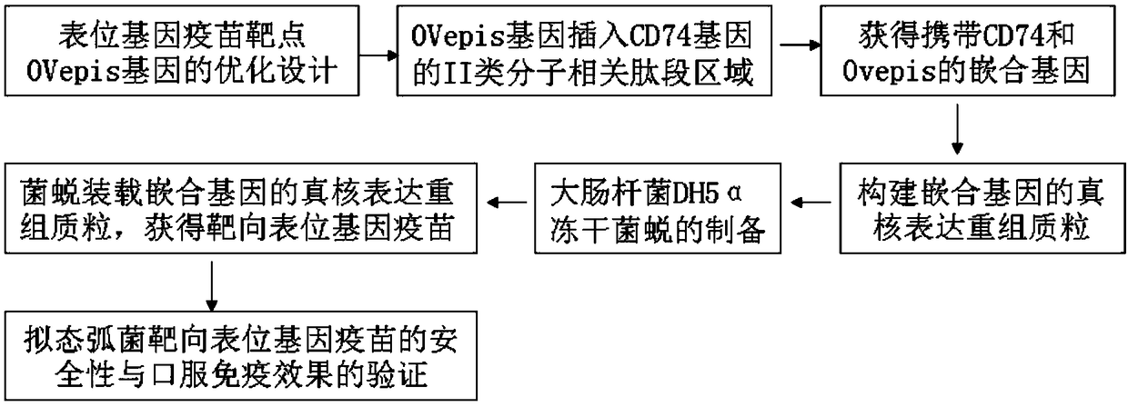 Vibrio mimicus oral target epitope gene vaccine and preparation method and application thereof