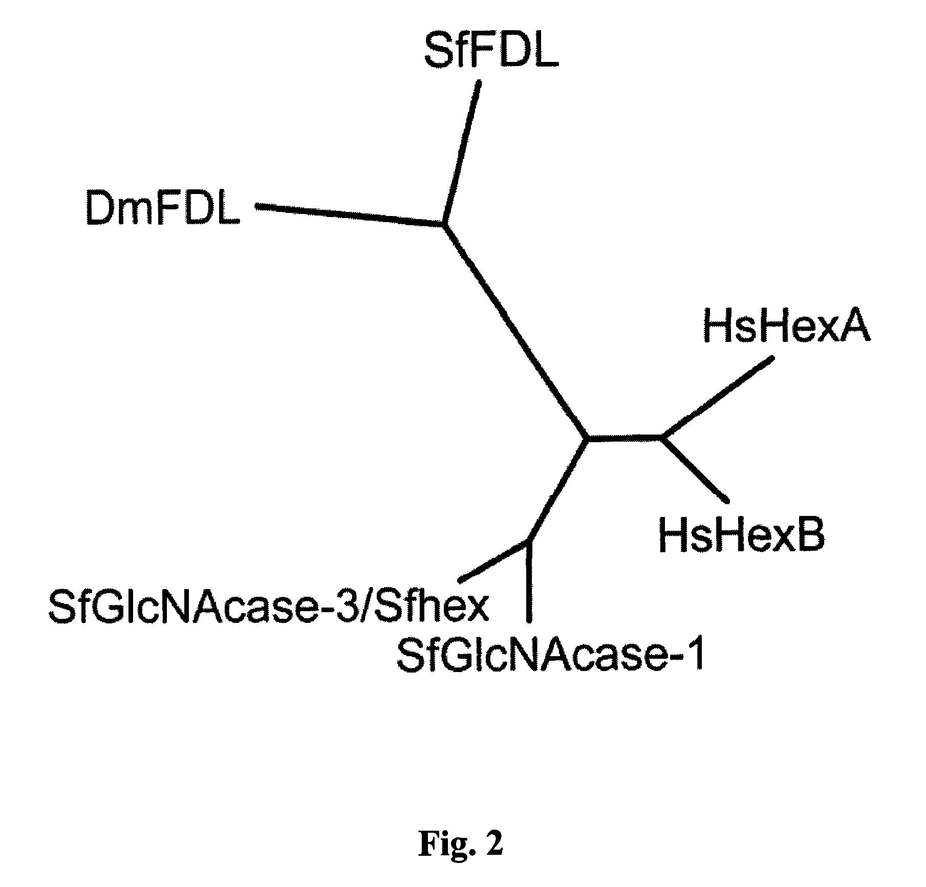 Lepidopteran insect N-acetylglucosaminidase genes and their use in glycoengineering