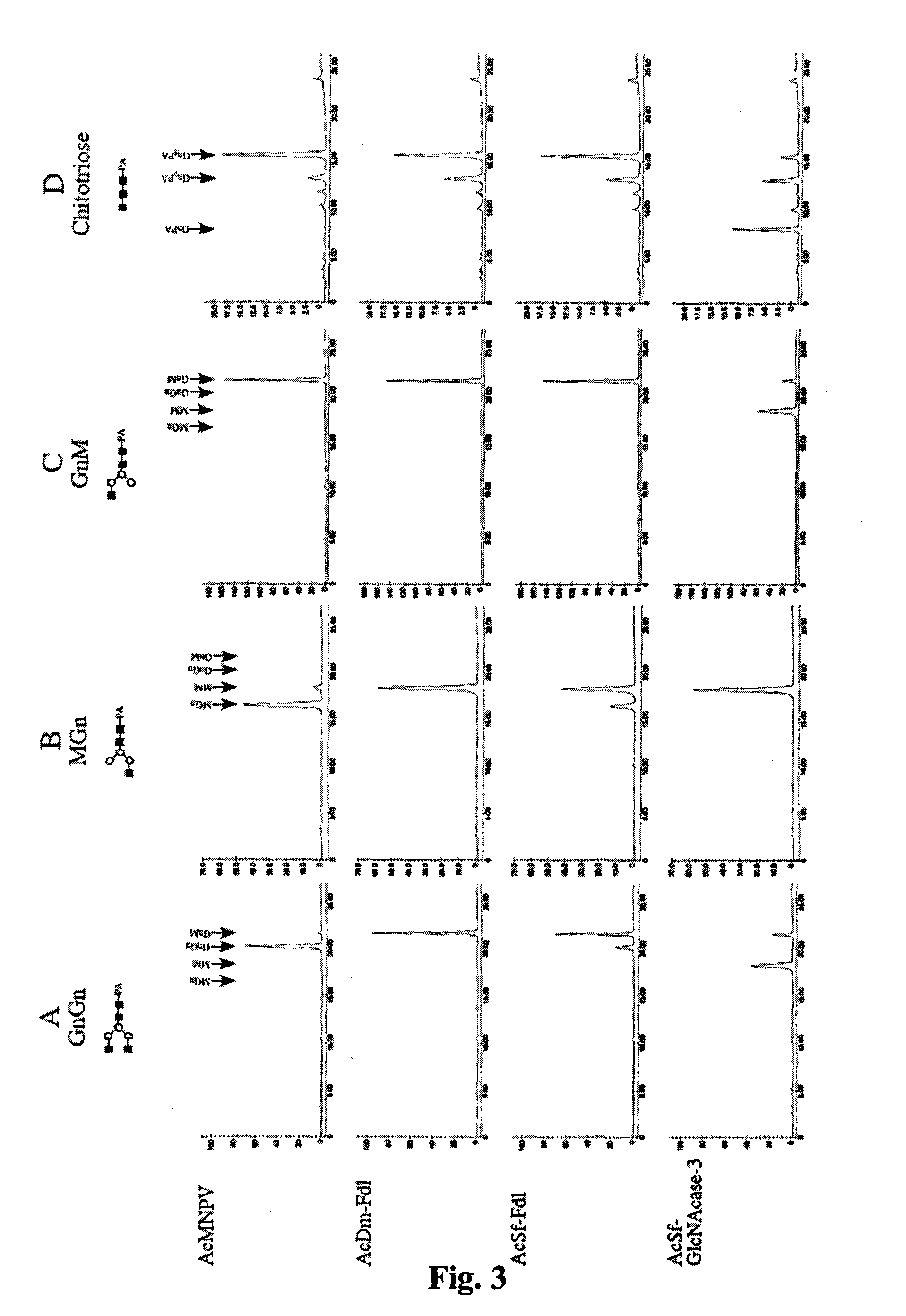 Lepidopteran insect N-acetylglucosaminidase genes and their use in glycoengineering