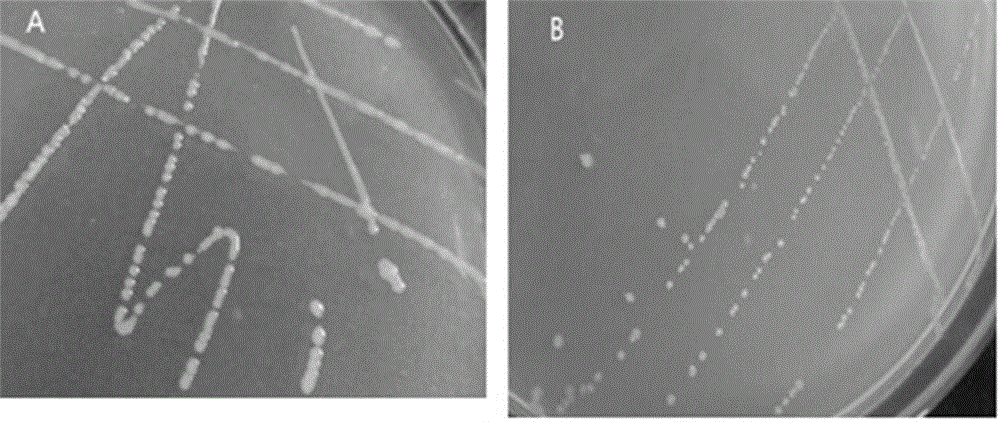 Cronobacter and application thereof