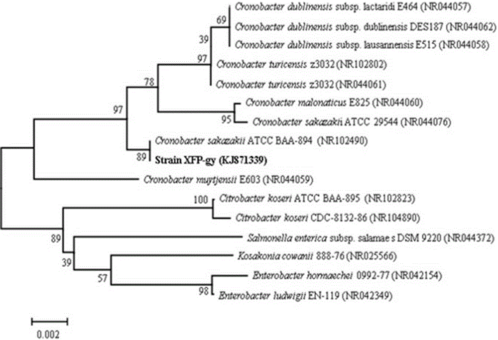 Cronobacter and application thereof