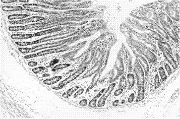 Application of serum ssc‑mir‑215 as a molecular marker for the detection of intestinal stress injury in piglets