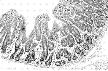 Application of serum ssc‑mir‑215 as a molecular marker for the detection of intestinal stress injury in piglets