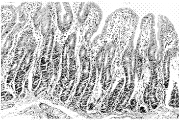 Application of serum ssc‑mir‑215 as a molecular marker for the detection of intestinal stress injury in piglets