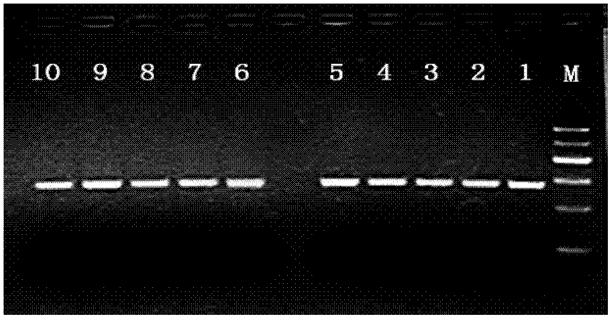 Simple sequence repeat-polymerase chain reaction (SSR-PCR)-based hybrid rape seed purity detection method