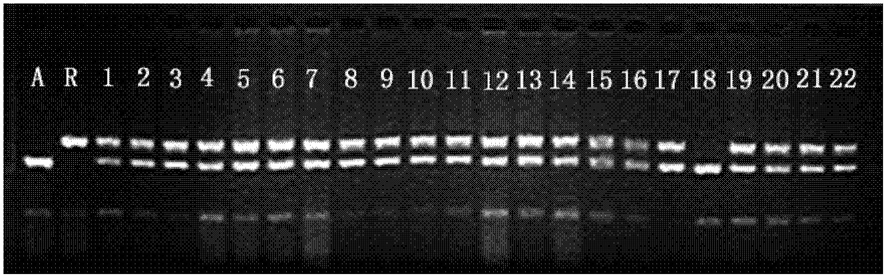 Simple sequence repeat-polymerase chain reaction (SSR-PCR)-based hybrid rape seed purity detection method