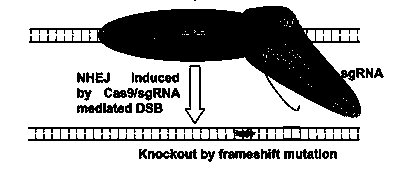 CRISPR-Cas9 targeted knockout hepatitis b virus cccDNA and specific sgRNA thereof