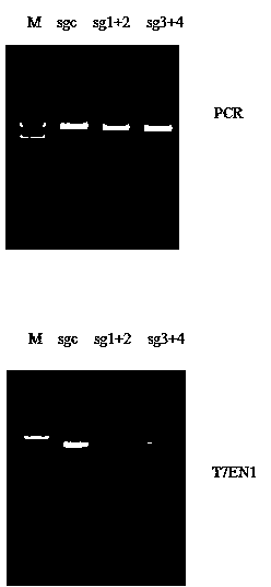 CRISPR-Cas9 targeted knockout hepatitis b virus cccDNA and specific sgRNA thereof