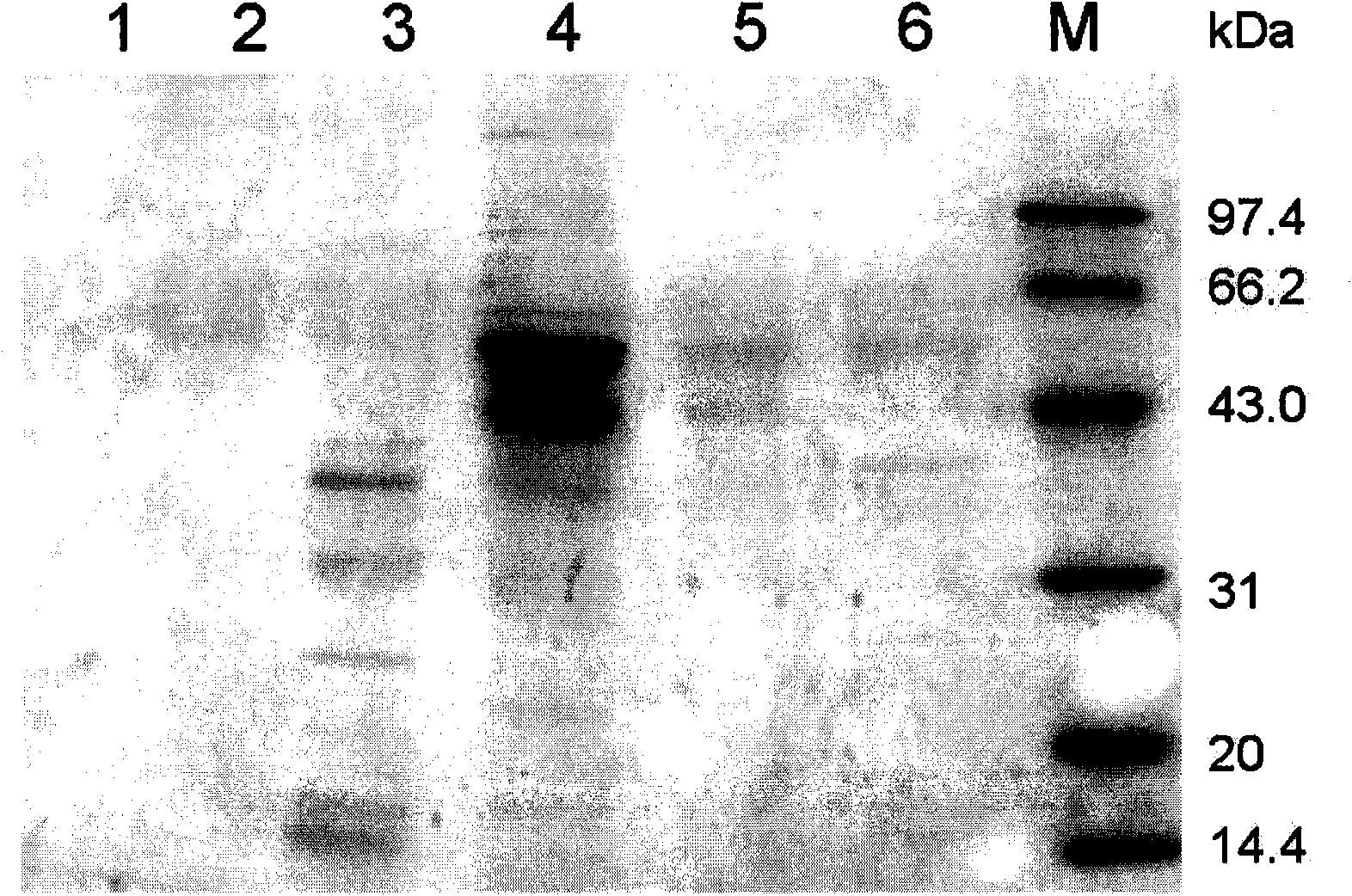 Production and application of high stability recombinant trypsin