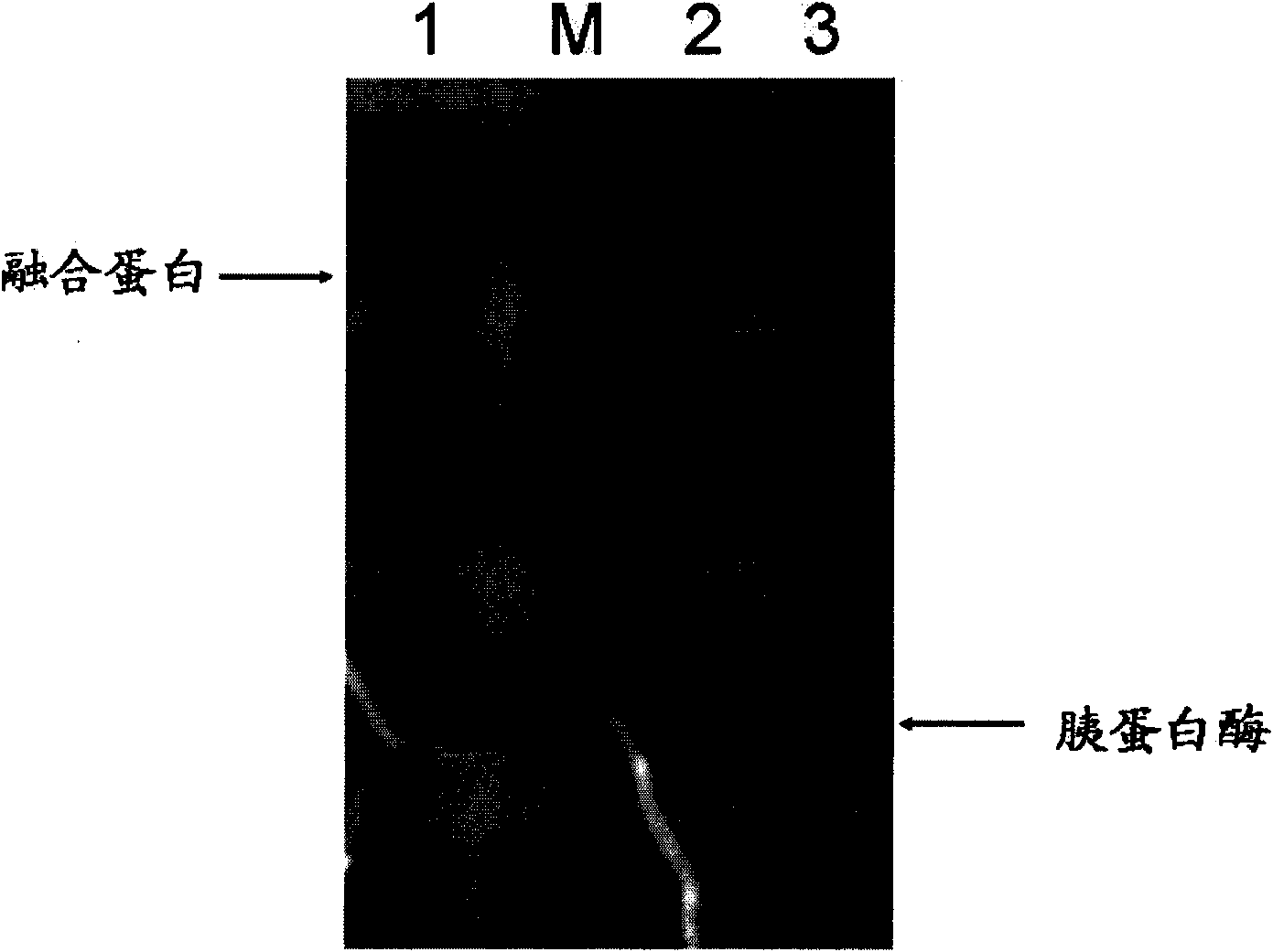 Production and application of high stability recombinant trypsin