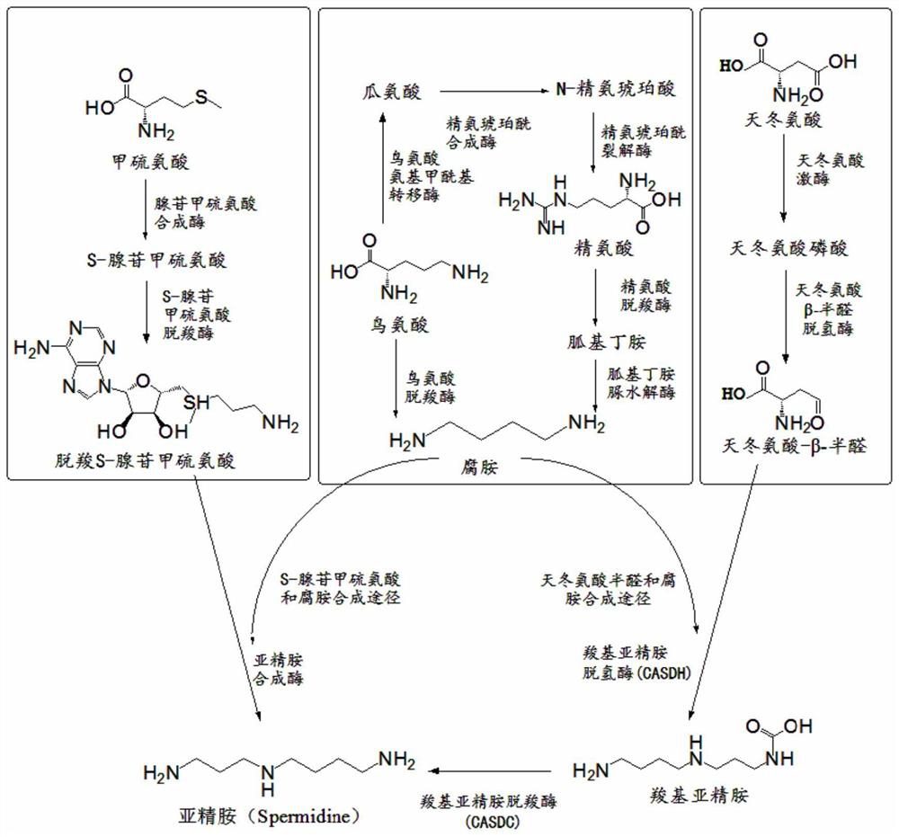 Method for synthesizing spermidine by biological way