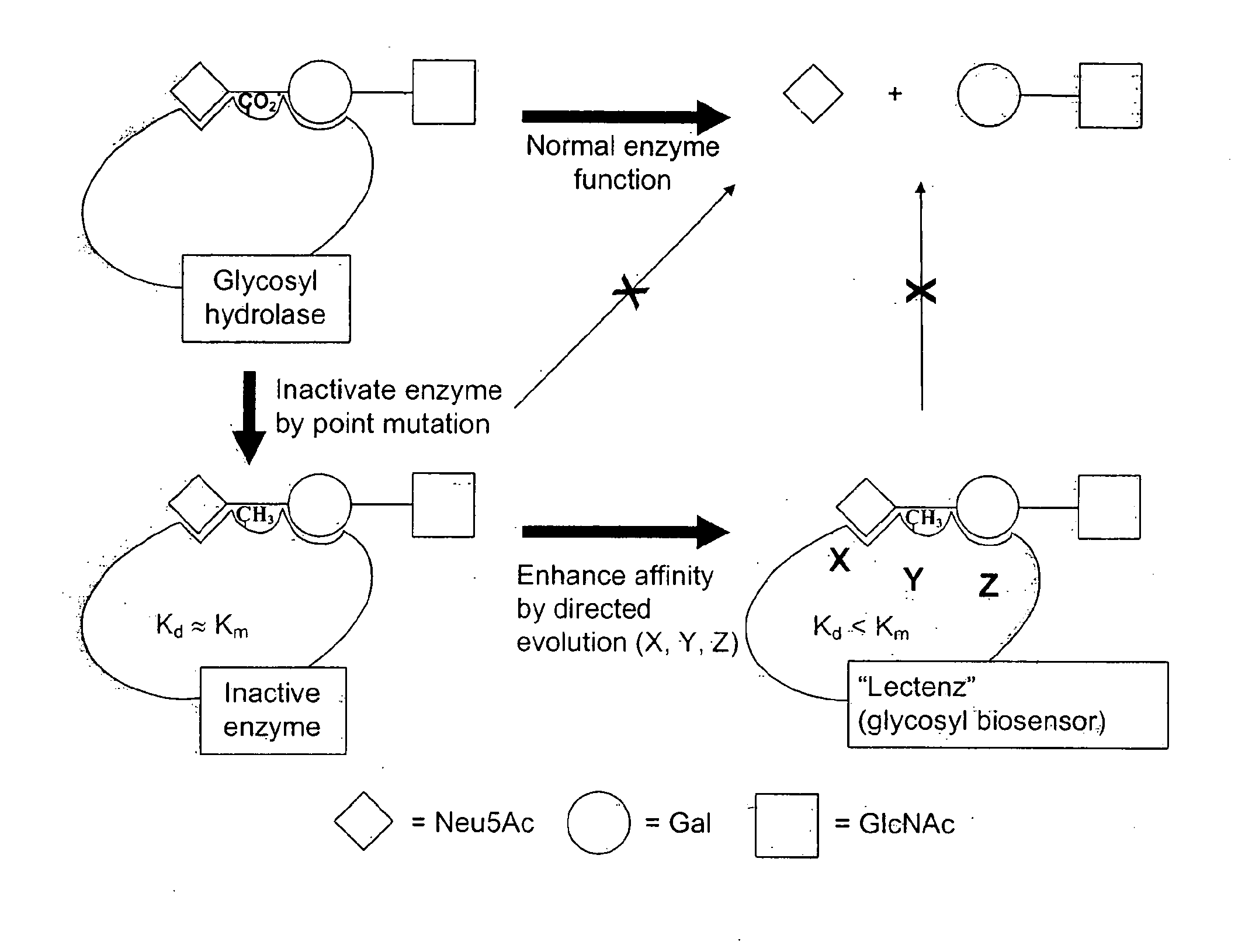 Glycan-Specific Analytical Tools