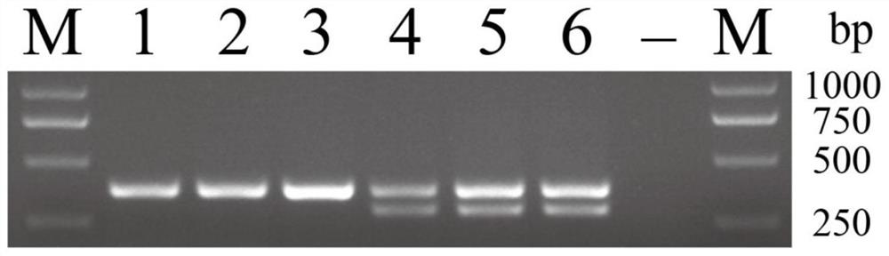 Specific molecular marker, primer and method for identifying genetic sex of selenotoca multifasciata and application of specific molecular marker and primer