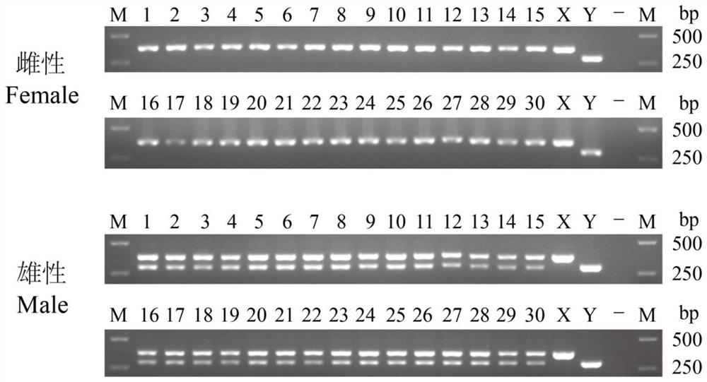 Specific molecular marker, primer and method for identifying genetic sex of selenotoca multifasciata and application of specific molecular marker and primer