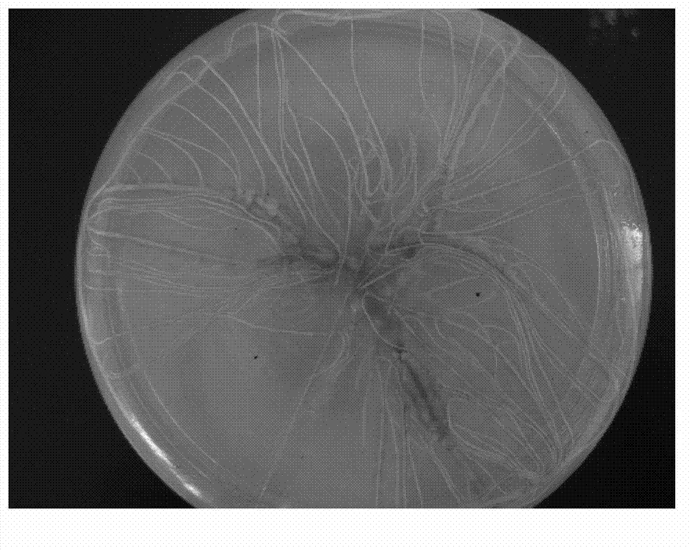 Method for detoxifying and reproducing helianthus tuberosus quickly