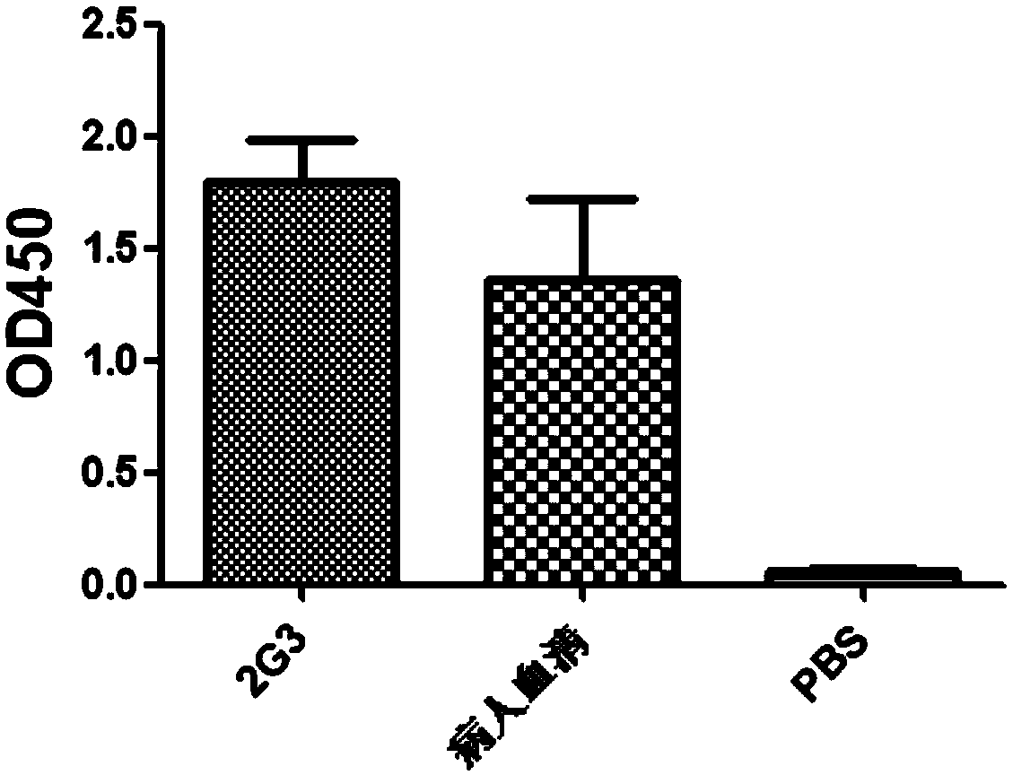 Anti-H7N9 fully humanized monoclonal antibody 2G3 and preparation method therefor and application of humanized monoclonal antibody