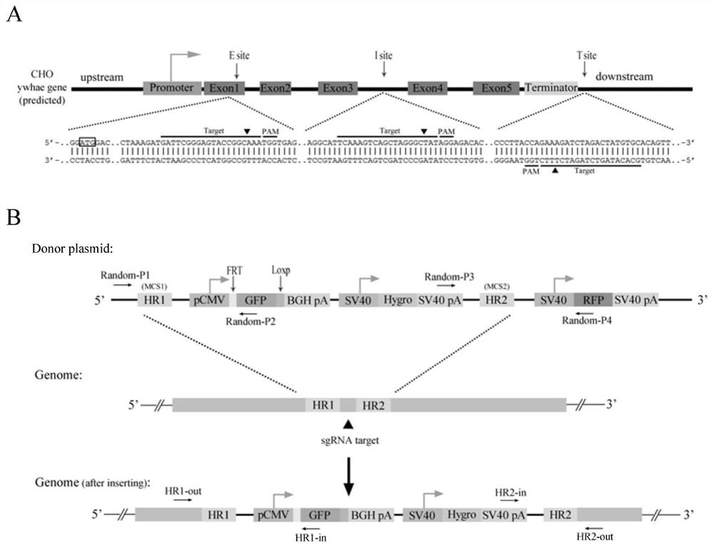 A kind of cell line for protein display and expression, preparation method and application thereof