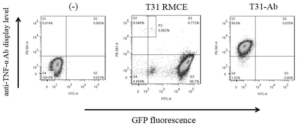 A kind of cell line for protein display and expression, preparation method and application thereof