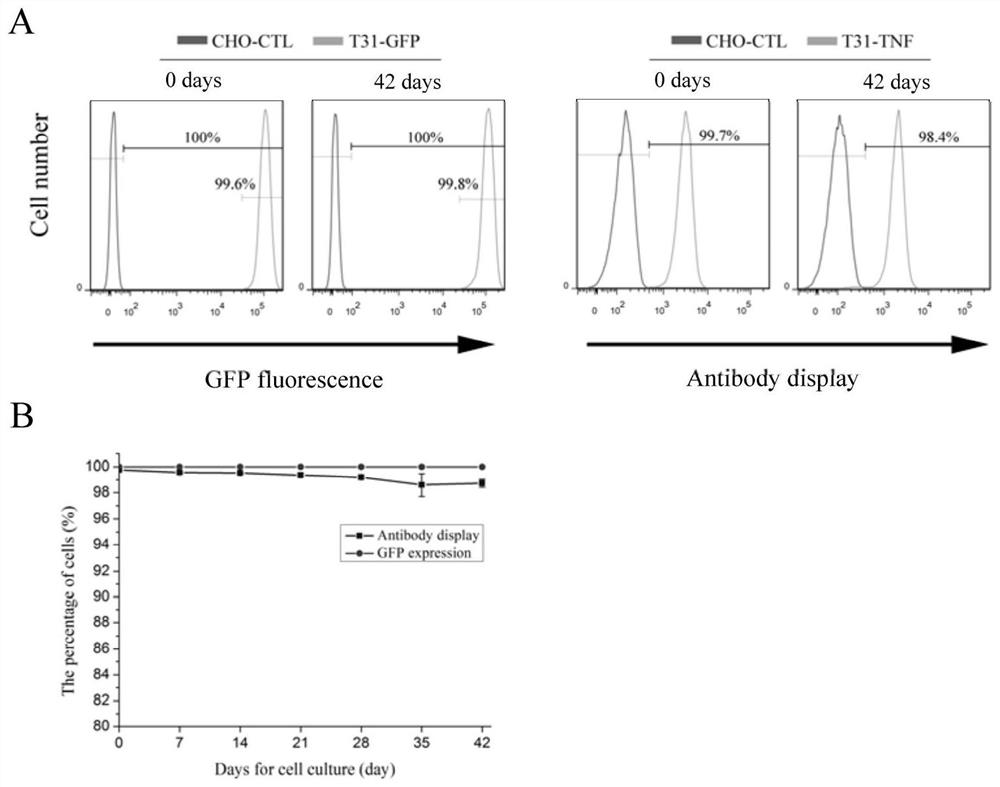 A kind of cell line for protein display and expression, preparation method and application thereof