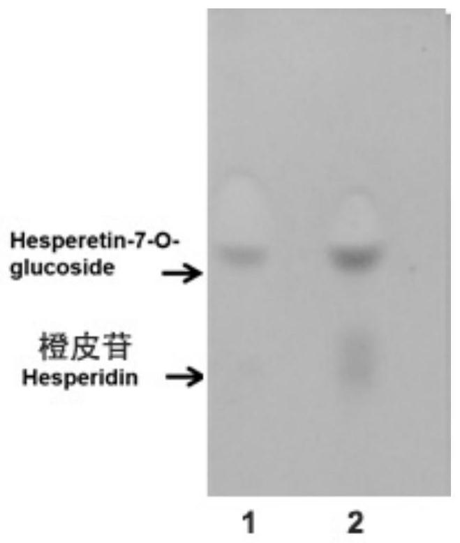 Application of alpha-L-rhamnosidase derived from bacteria in efficient production of hesperetin-7-O-glucoside