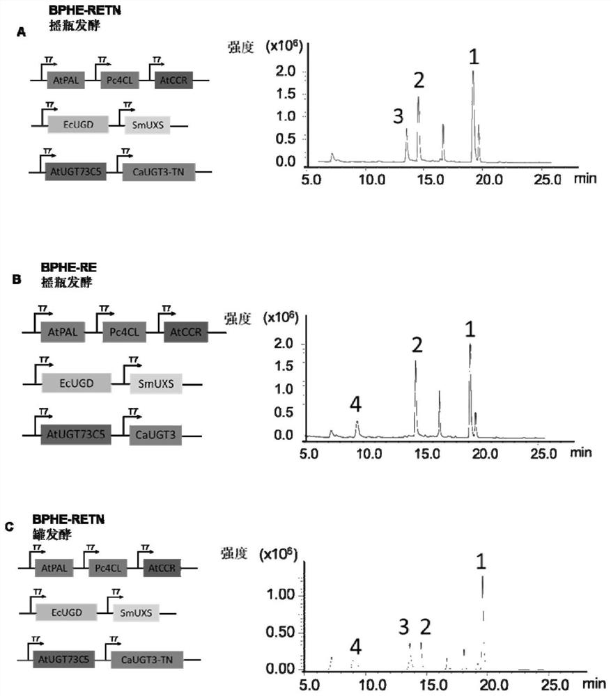 Sugar chain elongation glycosyltransferase mutant and its coding gene as well as genetically engineered bacteria and their application