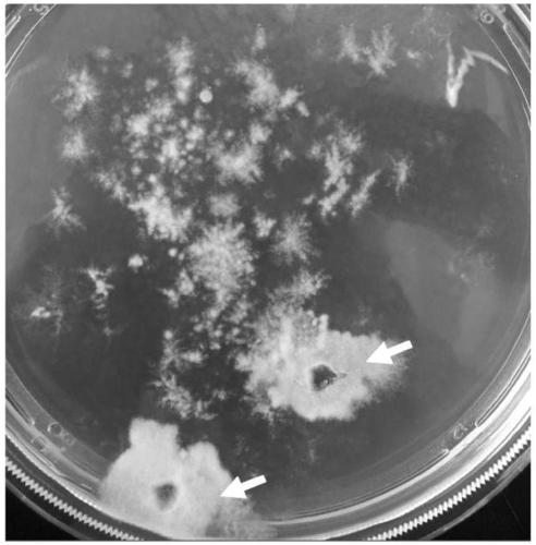 A traceless Trichoderma fungal gene editing method