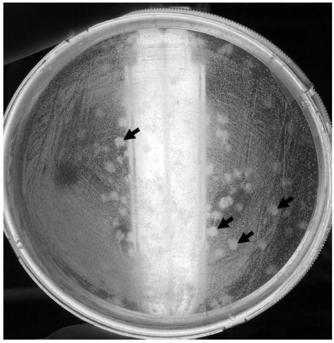 A traceless Trichoderma fungal gene editing method