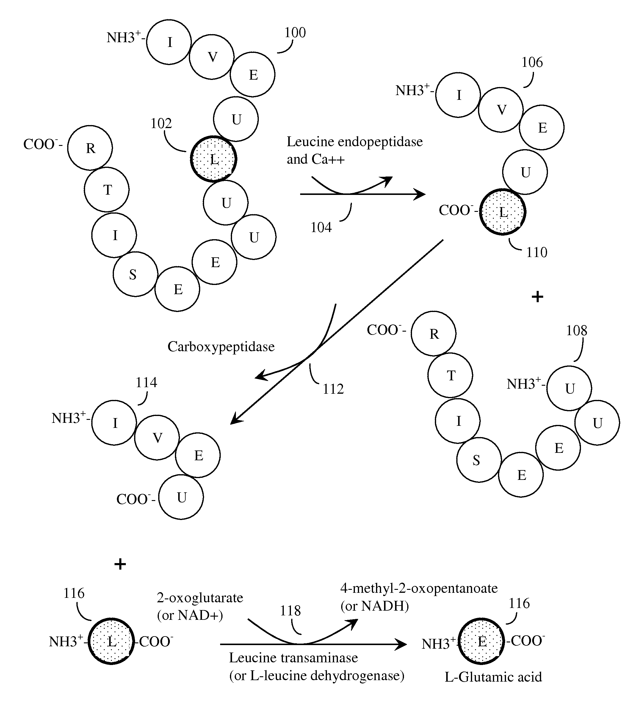 mTOR PATHWAY OPTIMIZED NUTRITIONAL COMPOSITIONS