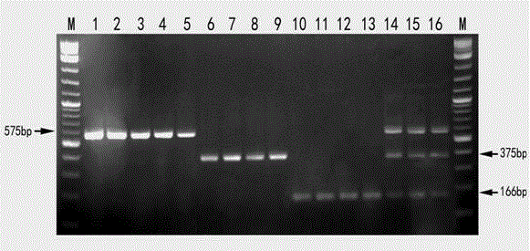 Specific molecular marking primer and method for identifying sarcandra glabra and three adulterants