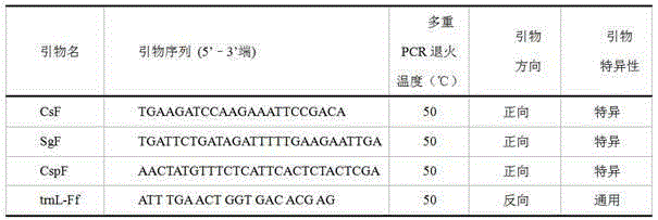 Specific molecular marking primer and method for identifying sarcandra glabra and three adulterants