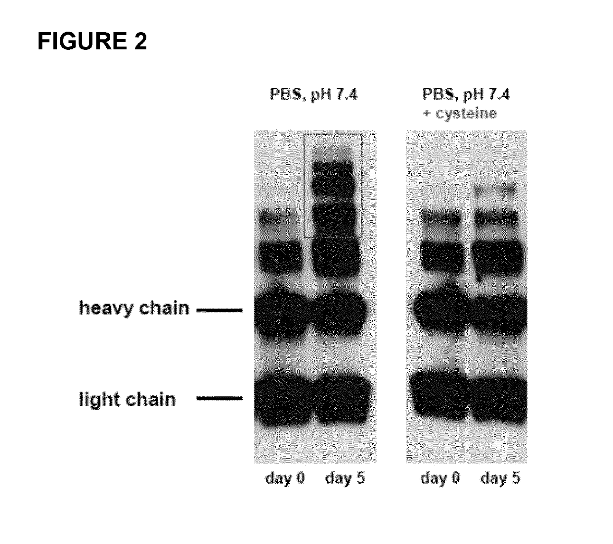 Amanitin antibody conjugates