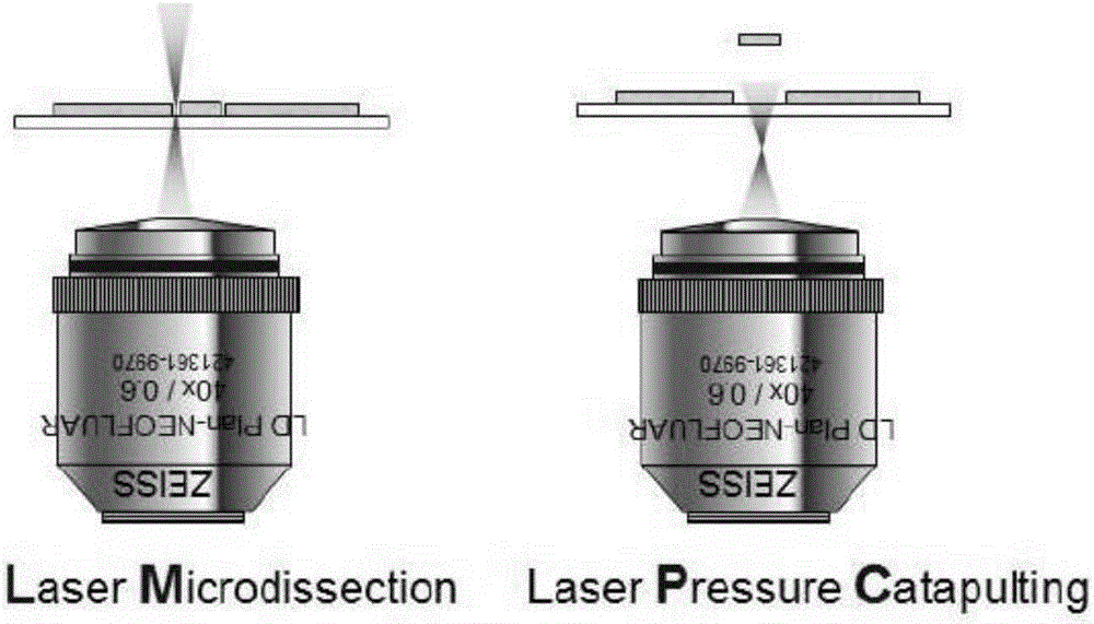 Microdissection technology of tobacco chromosomes