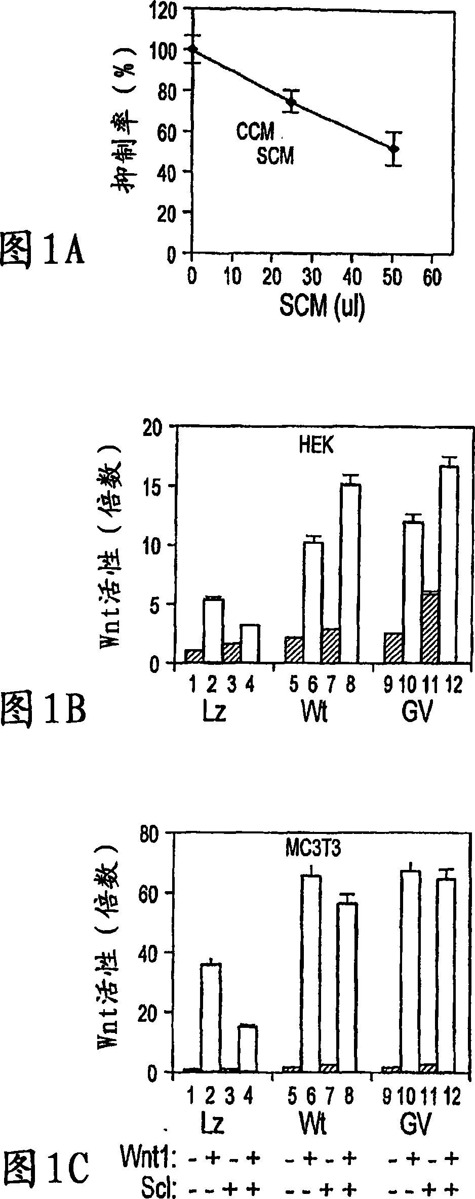 Sclerostin and the inhibition of wnt signaling and bone formation