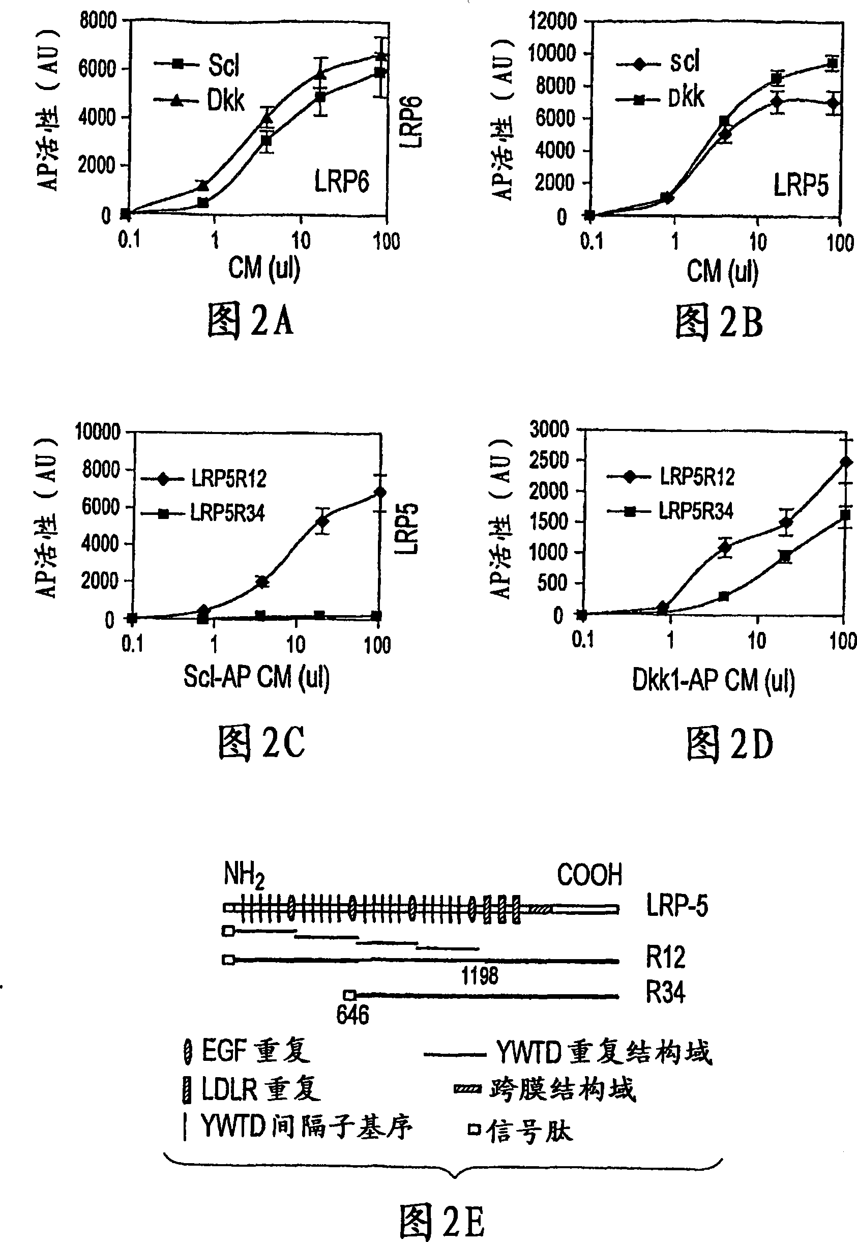 Sclerostin and the inhibition of wnt signaling and bone formation