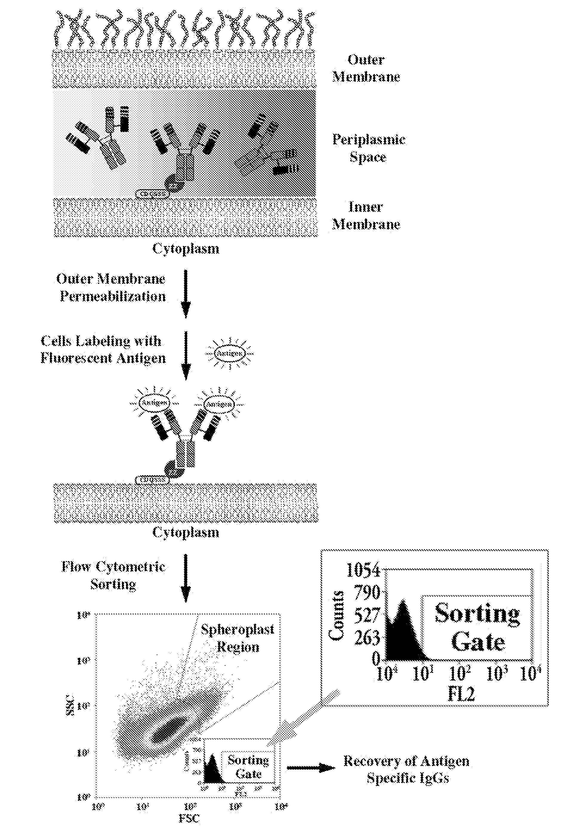 Immunoglobulin libraries