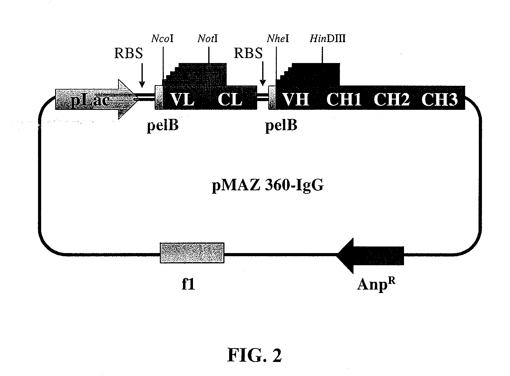 Immunoglobulin libraries