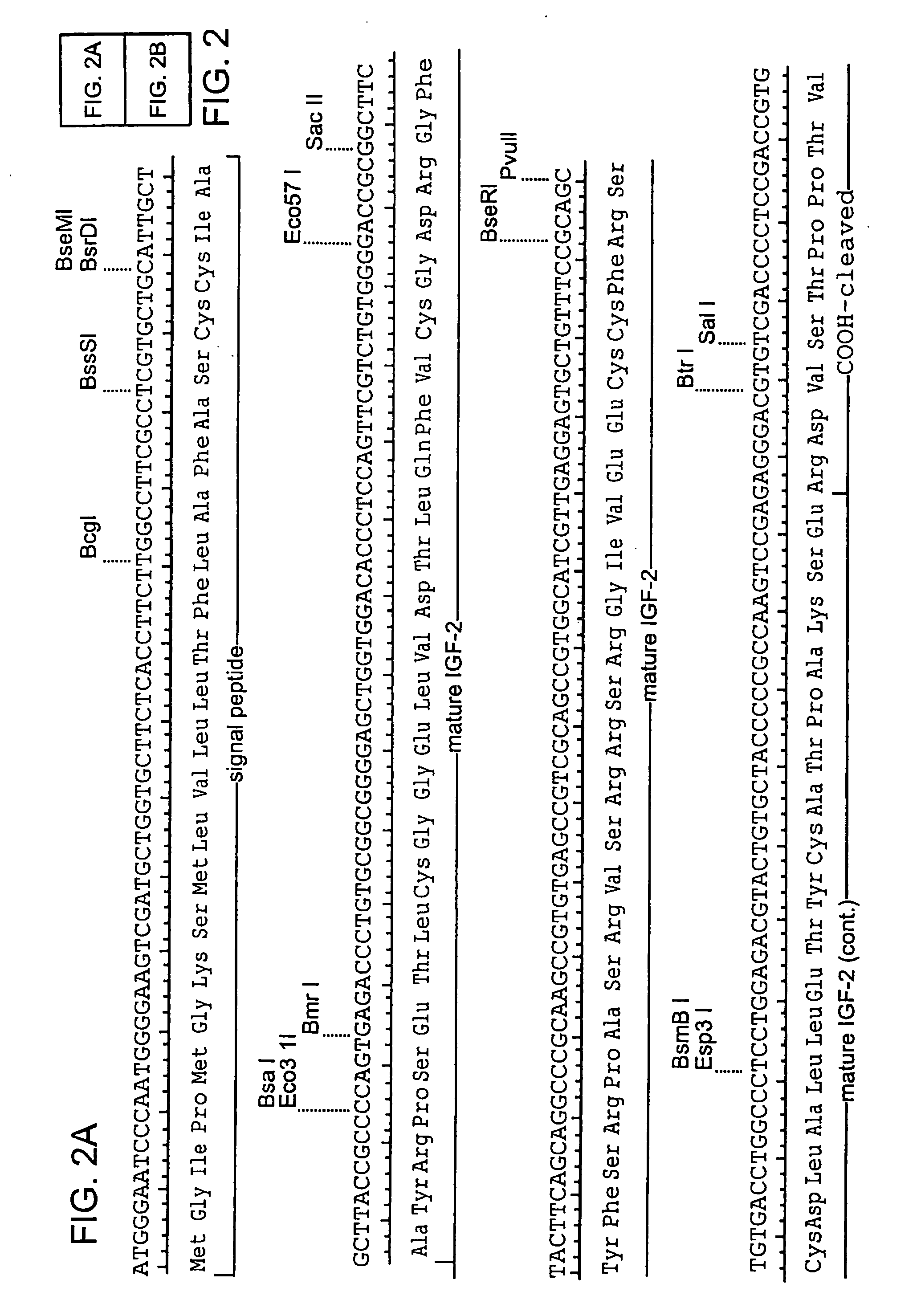 Method for targeting lysosomal enzymes