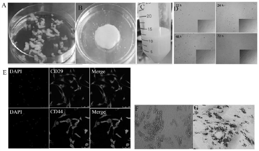 Method for preparing plant-based fat cultured meat