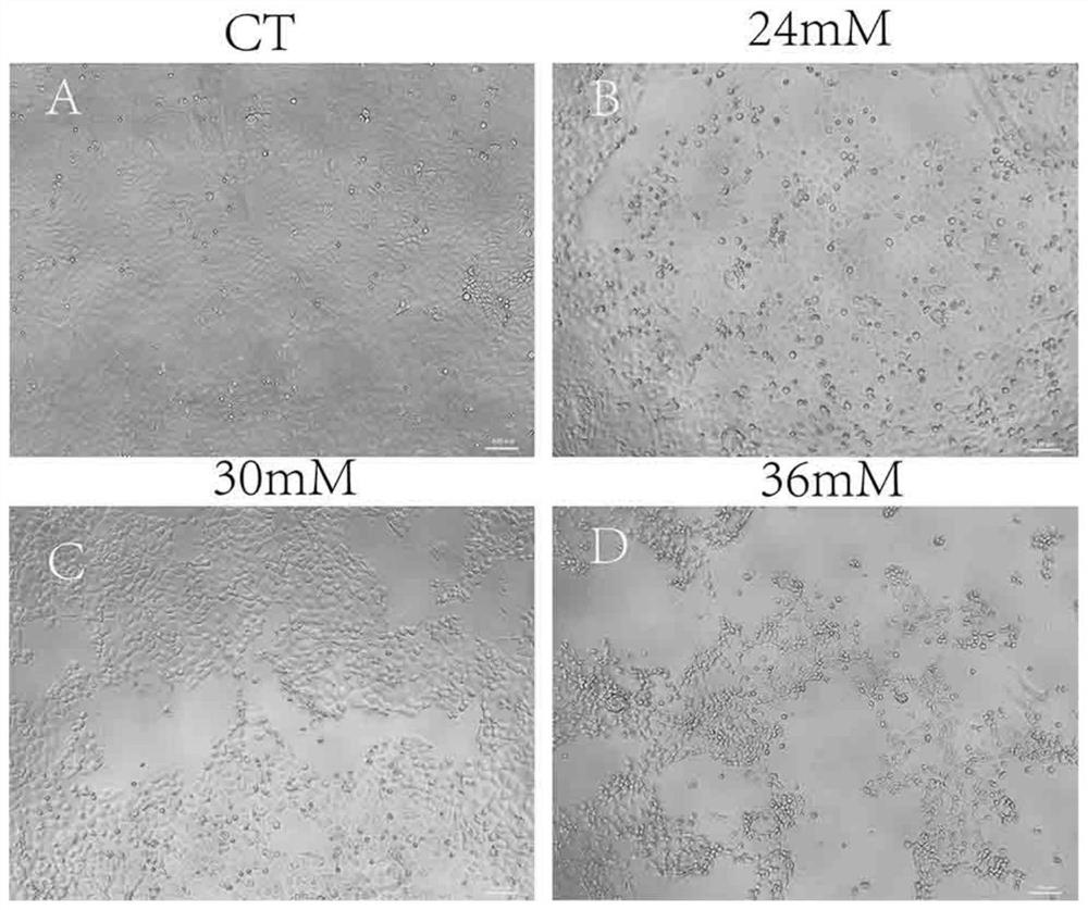 Porcine epithelial cell oxidative stress model, establishment method therefor and application of porcine epithelial cell oxidative stress model