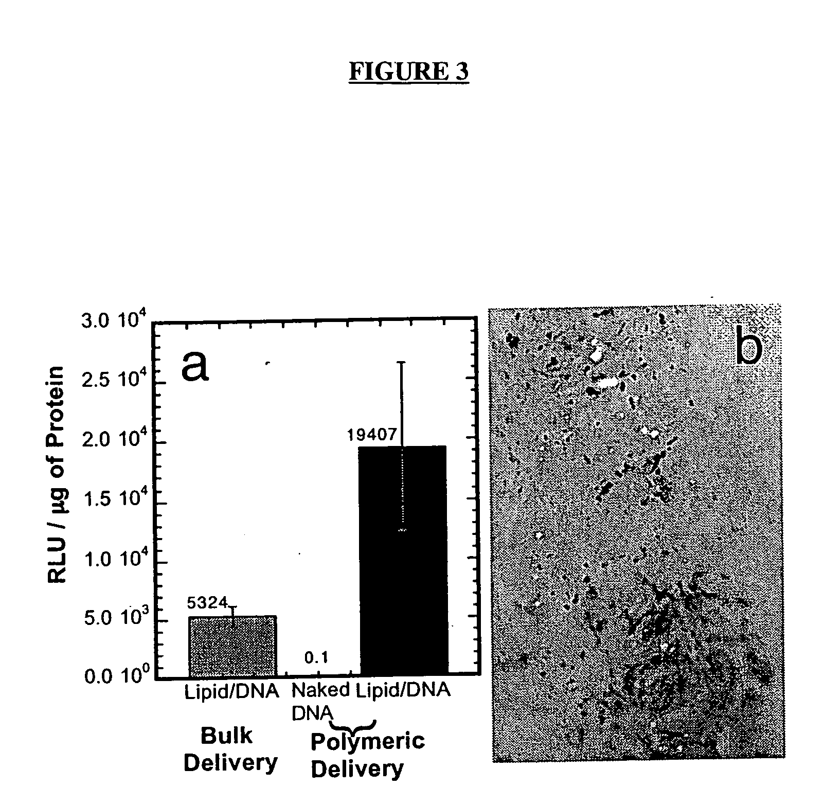 Biodegradable scaffolds and uses thereof