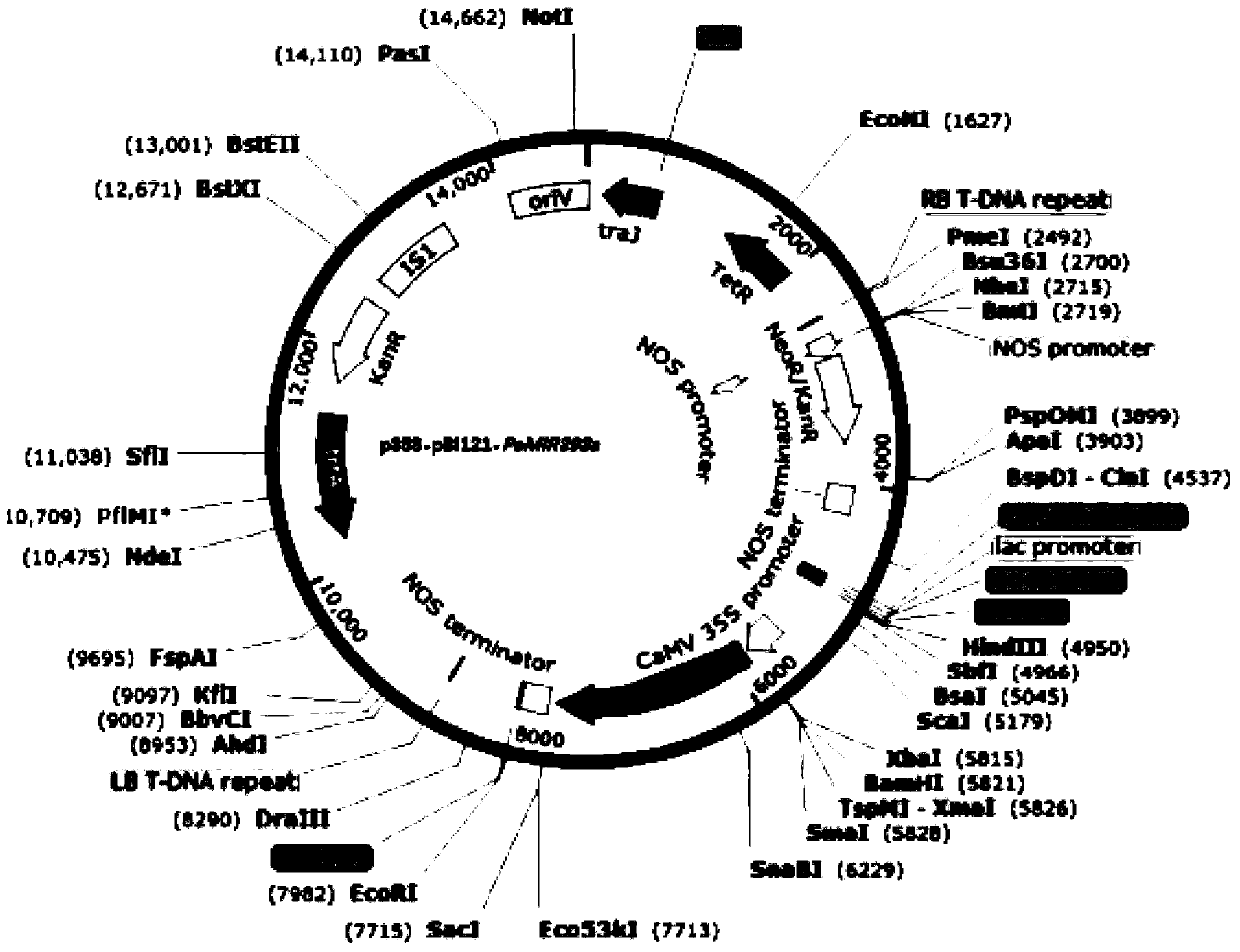 Gene PeMIR393a regulating development of adventitious roots of poplar and its application