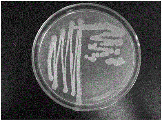 Antagonistic bacterial strain for preventing and treating fruit tree rot and application thereof