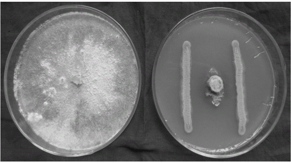 Antagonistic bacterial strain for preventing and treating fruit tree rot and application thereof