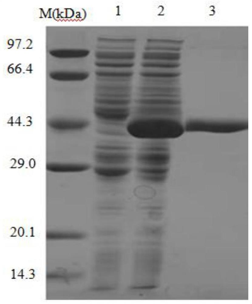 Animal waste metagenome-derived alanine racemase as well as preparation and application thereof