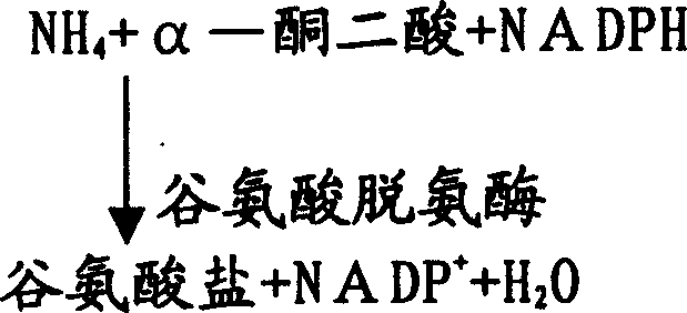 Nicotinamide agent and preparation method thereof