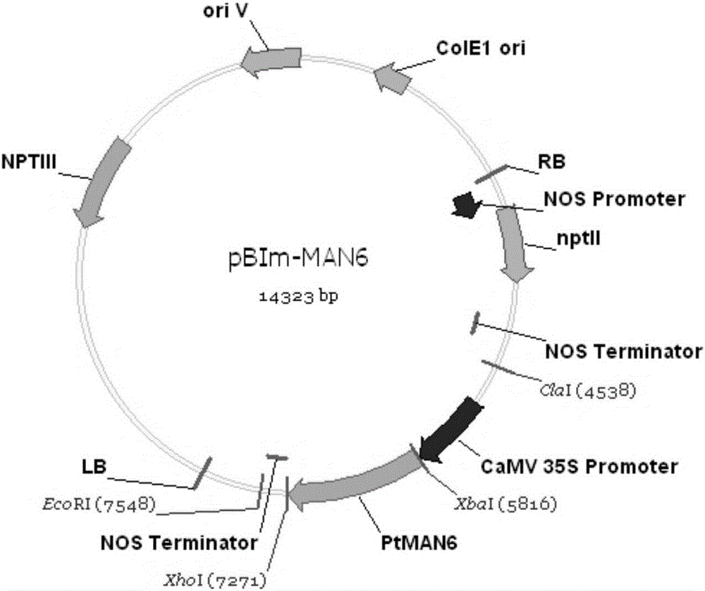 Related gene for regulating and controlling wood development and application thereof